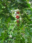 Kona coffee cherries ripening