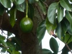leica-avocado-100-percent-crop