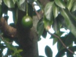 old-avocado-100-percent-crop